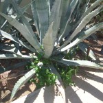 az cactus