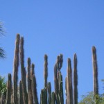 az gigantic cactus